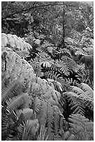 Tree fern canopy in rain forest. Hawaii Volcanoes National Park, Hawaii, USA. (black and white)