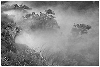 Steaming bluff and trees. Hawaii Volcanoes National Park, Hawaii, USA. (black and white)