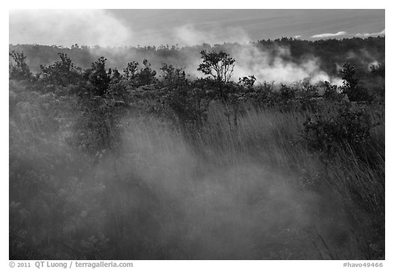 Steam vents. Hawaii Volcanoes National Park (black and white)