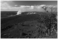 Ohia tree and Kilauea caldera. Hawaii Volcanoes National Park, Hawaii, USA. (black and white)