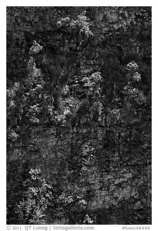 Trees growing on crater steep walls. Hawaii Volcanoes National Park (black and white)