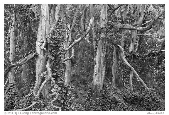Cool forest near Kipuka Puaulu. Hawaii Volcanoes National Park (black and white)