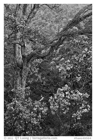 Ohia flowers and tree. Hawaii Volcanoes National Park (black and white)