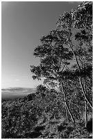 Acacia Koa trees at sunrise. Hawaii Volcanoes National Park ( black and white)