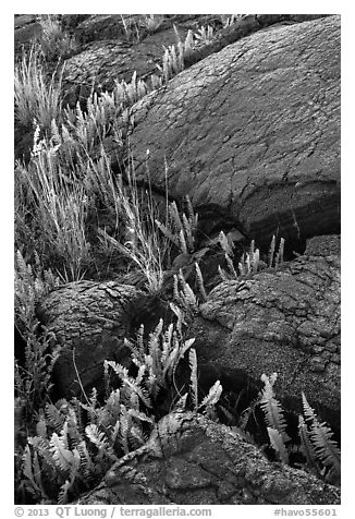 Ferns growing in cracks of lava rock. Hawaii Volcanoes National Park (black and white)