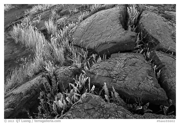 Cracked lava rocks and ferns at sunset. Hawaii Volcanoes National Park (black and white)