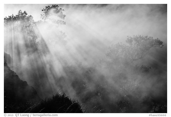 Trees and sunrays in volcanic steam. Hawaii Volcanoes National Park (black and white)
