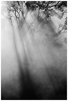 Sunrays and trees in steam. Hawaii Volcanoes National Park, Hawaii, USA. (black and white)
