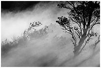 Trees and volcanic steam, Steaming Bluff. Hawaii Volcanoes National Park, Hawaii, USA. (black and white)