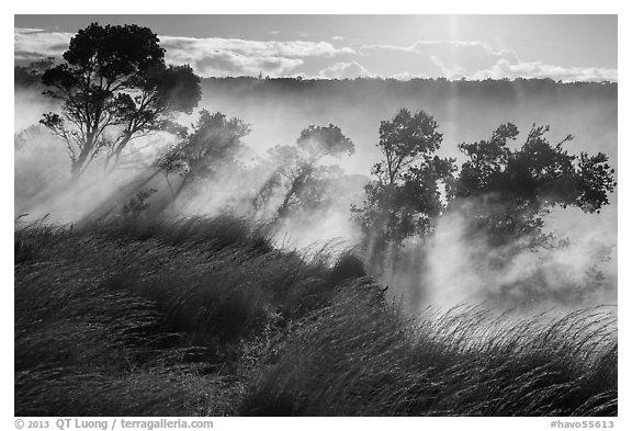 Grasses and trees, Steaming Bluff. Hawaii Volcanoes National Park (black and white)