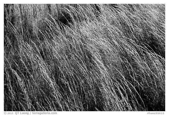 Grasses blowing in wind. Hawaii Volcanoes National Park (black and white)