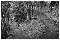 Kīlauea Iki Trail in rainforest. Hawaii Volcanoes National Park ( black and white)