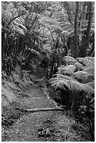 Giant ferns bordering Kīlauea Iki Trail. Hawaii Volcanoes National Park, Hawaii, USA. (black and white)