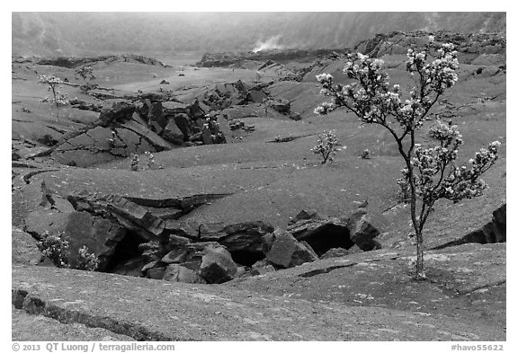 Ohelo trees and fractures on Kilauea Iki crater floor. Hawaii Volcanoes National Park (black and white)