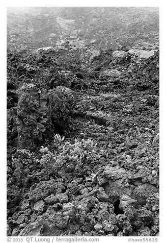Ohelo shrub and chaotic lava, Kilauea Iki crater. Hawaii Volcanoes National Park (black and white)