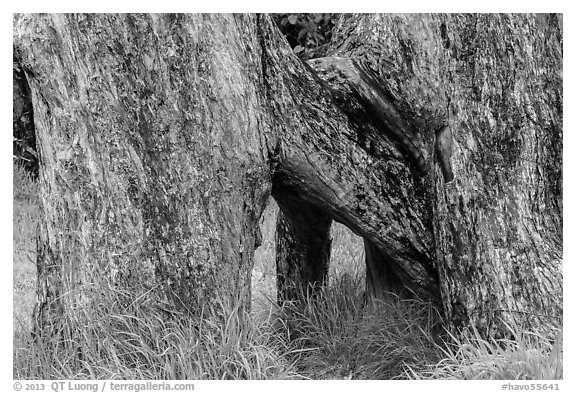 Base of Ohia tree with multiple trunks. Hawaii Volcanoes National Park (black and white)