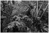 Giant tree ferns glistering with rainwater. Hawaii Volcanoes National Park, Hawaii, USA. (black and white)
