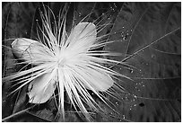 Delicate tropical flower and leaf, Tutuila Island. National Park of American Samoa (black and white)