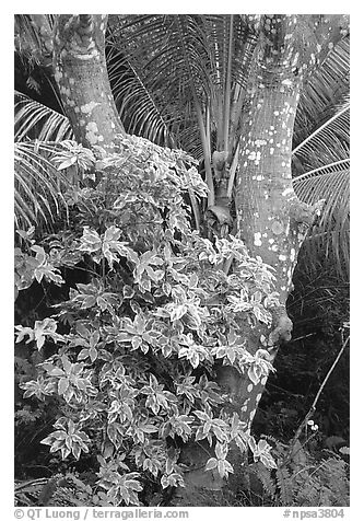 Tropical tree trunk, Tutuila Island. National Park of American Samoa (black and white)