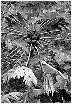 Tropical tree branches and fruits, Tutuila Island. National Park of American Samoa (black and white)
