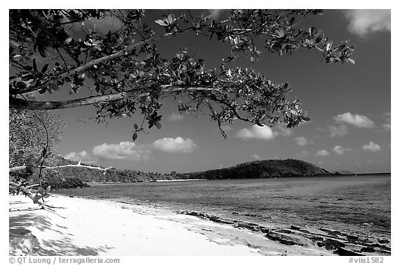 Tropical Almond (Terminalia catappa), beach on Hawksnest Bay. Virgin Islands National Park (black and white)