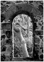 Trees through window of old sugar mill. Virgin Islands National Park, US Virgin Islands. (black and white)