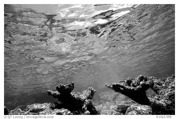 Elkhorn coral. Virgin Islands National Park, US Virgin Islands.