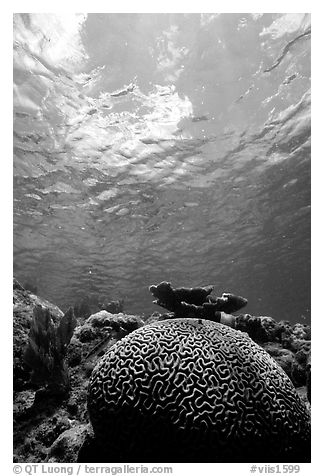 Brain coral. Virgin Islands National Park, US Virgin Islands.