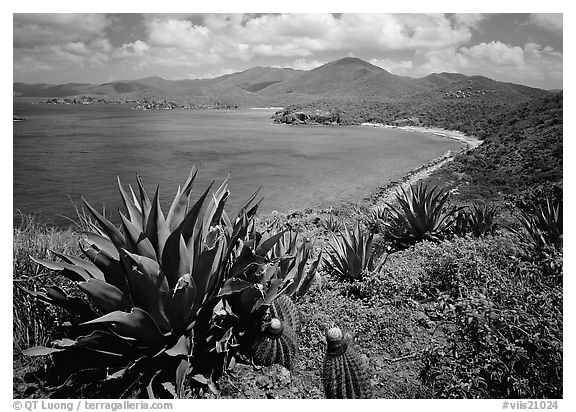Agaves and cactus, and turquoise waters, Ram Head. Virgin Islands National Park (black and white)