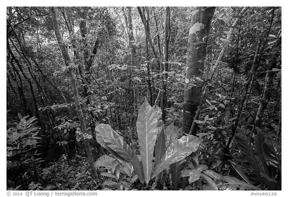 Moist sub-tropical forest, Reef Bay Valley. Virgin Islands National Park (black and white)