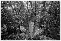Moist sub-tropical forest, Reef Bay Valley. Virgin Islands National Park ( black and white)
