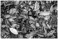 Ground close-up of fallen leaves. Virgin Islands National Park ( black and white)