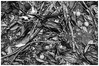 Ground close-up of fallen leaves and fruits. Virgin Islands National Park ( black and white)