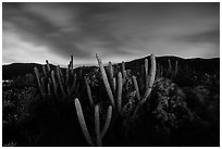 Cactus from Yawzi Point at night. Virgin Islands National Park ( black and white)