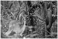 Deer and cactus, Yawzi Point. Virgin Islands National Park ( black and white)
