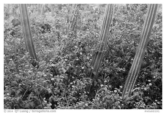 Cactus and flowers, Yawzi Point. Virgin Islands National Park (black and white)