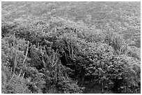 Cactus and green hillside, Yawzi Point. Virgin Islands National Park ( black and white)