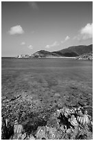 Turk cap cactus and turquoise waters, Little Lameshur Bay. Virgin Islands National Park ( black and white)