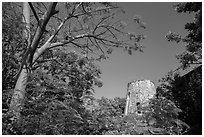 Tower framed by Royal Poinciana tree, Annaberg Sugar Mill ruins. Virgin Islands National Park ( black and white)