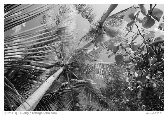Looking up palm trees. Virgin Islands National Park (black and white)