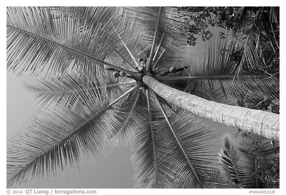 Looking up coconut, Salomon Bay. Virgin Islands National Park (black and white)