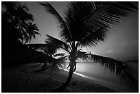 Palm tree and lights of St Thomas, Salomon Beach. Virgin Islands National Park ( black and white)