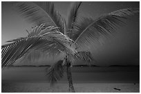 Palm tree and beach at night, Salomon Beach. Virgin Islands National Park ( black and white)