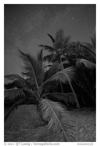 Palm trees and starry sky, Salomon Beach. Virgin Islands National Park (black and white)