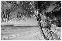 Palm tree framing beach, Salomon Bay. Virgin Islands National Park ( black and white)