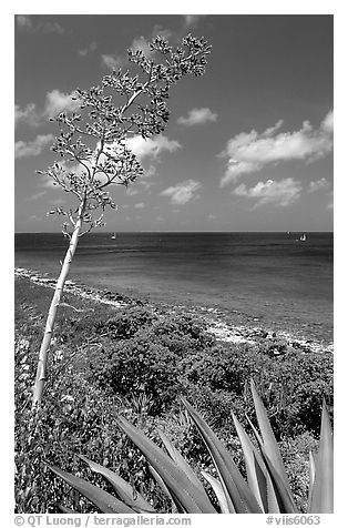 Agave and tall flower on Ram Head. Virgin Islands National Park, US Virgin Islands.