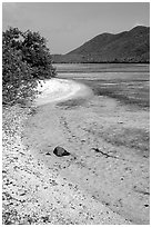Sandy shoreline, Leinster Bay. Virgin Islands National Park, US Virgin Islands. (black and white)