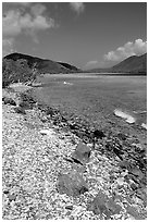 Shore and Turquoise waters, Leinster Bay. Virgin Islands National Park, US Virgin Islands. (black and white)