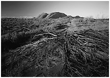 Olgas, late afternoon. Australia ( black and white)