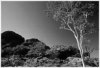 Gum tree in Kings Canyon, Watarrka National Park,. Northern Territories, Australia (black and white)